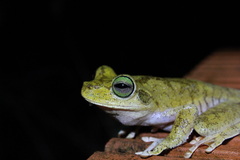 Boana platanera