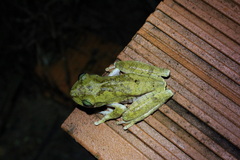 Boana platanera