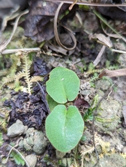 Mickelopteris cordata