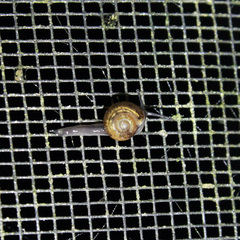 Ovachlamys fulgens