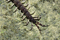 Otostigminae