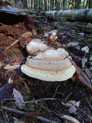 Laricifomes
