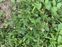 Tridax procumbens
