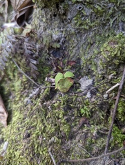 Mickelopteris cordata