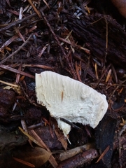 Laricifomes