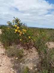 Aspalathus excelsa