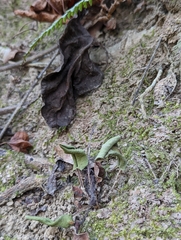 Mickelopteris cordata