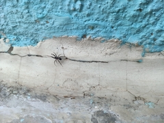 Liophrurillus flavitarsis