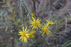 Jacobaea vulgaris