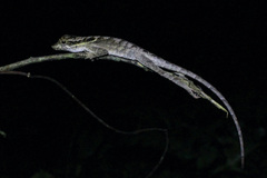 Anolis planiceps