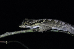 Anolis planiceps