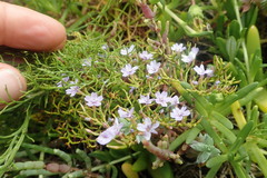Limonium linifolium