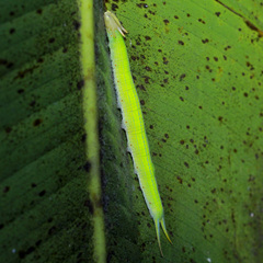 Opsiphanes cassiae cassiae