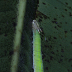 Opsiphanes cassiae cassiae