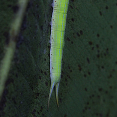 Opsiphanes cassiae cassiae