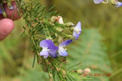 Psoralea affinis