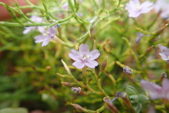 Limonium linifolium