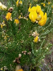 Aspalathus excelsa