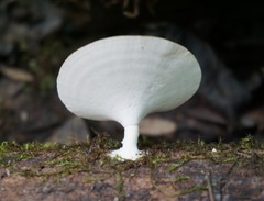 Microporellus obovatus