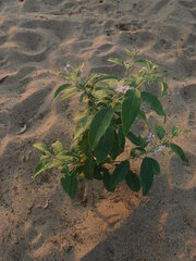 Solanum campylacanthum