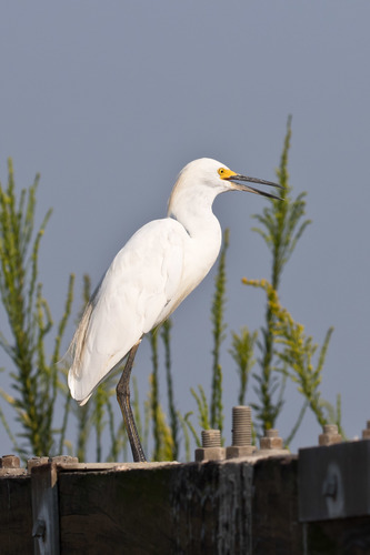 Garça-branca-pequena