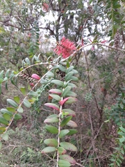 Melaleuca hypericifolia