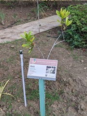 Pimenta racemosa ozua