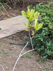 Pimenta racemosa ozua