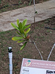 Pimenta racemosa ozua