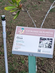 Pimenta racemosa ozua