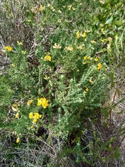 Aspalathus excelsa