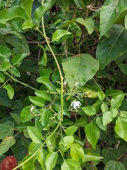 Jasminum fluminense