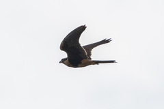 Falco femoralis