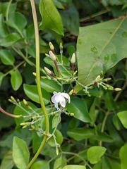 Jasminum fluminense