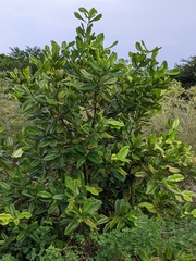 Pimenta racemosa