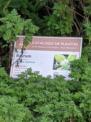 Pimenta racemosa
