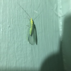 Apertochrysa edwardsi