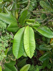 Pimenta racemosa