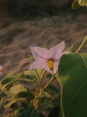 Solanum campylacanthum