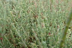 Salicornia meyeriana