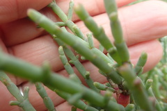 Salicornia meyeriana