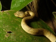 Craspedocephalus malabaricus