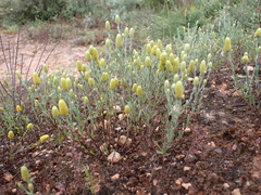 Angianthus tomentosus