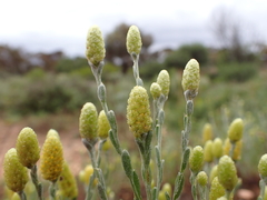 Angianthus tomentosus