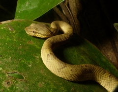 Craspedocephalus malabaricus