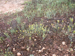 Angianthus tomentosus