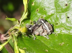 Perperus lateralis