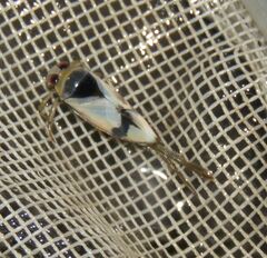 Notonecta undulata