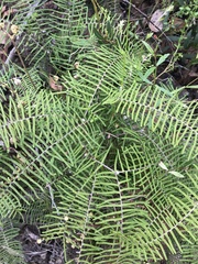 Gleichenia
