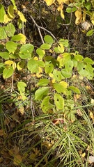 Salix taraikensis